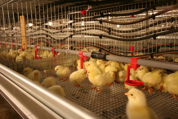 生まれて間もないヒヨコを迎え入れる「育雛舎(いくすうしゃ)」